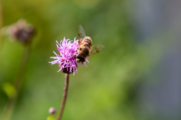 flower, bee, insect, nature, thistle, macro, plant, purple