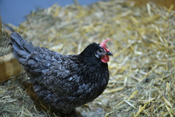 chickens and roosters in a children's contact zoo