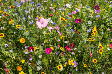 colorful rich flowering meadow in the alps in summer