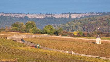 Fototapeta na wymiar Paysage des falaises de Saint Romain et des vignes de Meursault en automne. Le vignoble de la Côte-d'Or en automne. Des vignes automnales.