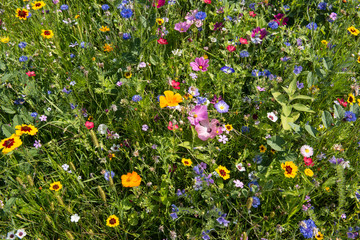 colorful rich flowering meadow in the alps in summer