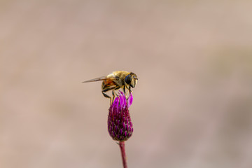 flower, bee, insect, nature, thistle, macro, plant, purple