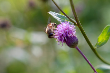 flower, bee, insect, nature, thistle, macro, plant, purple