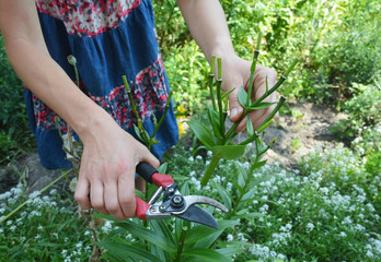 Gardener deadheading and pruning lily flower in summer garden