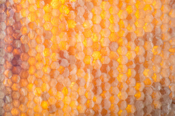 Bee honeycombs, honey in bee honeycombs