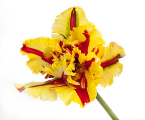 yellow and red parrot tulip isolated on white background © Georg Kippes