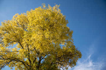 Fototapeta premium arbre automnal