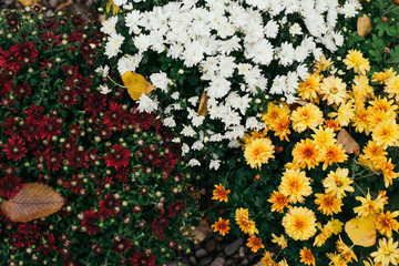 Blooming beautiful colorful fresh natural flowers in a pose. Autumn flowers in the garden, top view. Yellow, white and red flowers. Floral background. Autumn mood