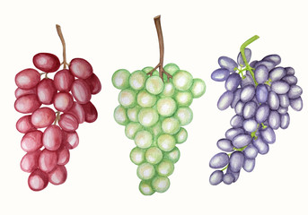 Watercolor set of bunches grapes.