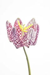 wonderful spring flower Fritillaria meleagris, checkerboard flower isolated on white background 