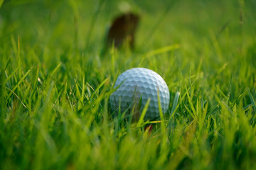 Golf ball on green grass in the evening golf course