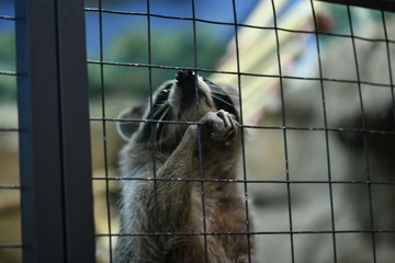 raccoons in a children's contact zoo