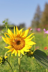 Fototapeta premium Beautiful Sunflower blooming in flower garden, Chiba, Japan