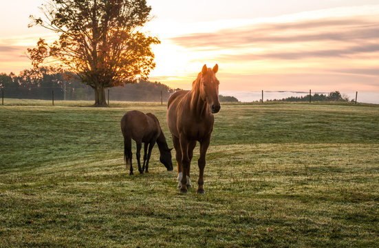 Horses grazing in pasture on a cold morning at sunrise beautiful peaceful landscape upstate NY