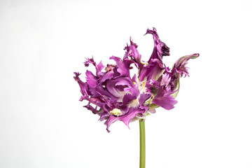 violet rococo tulip isolated on white background © Georg Kippes