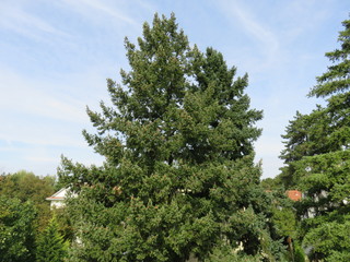 Tree canopy on the sun