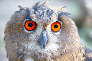 Vintage photo of owl