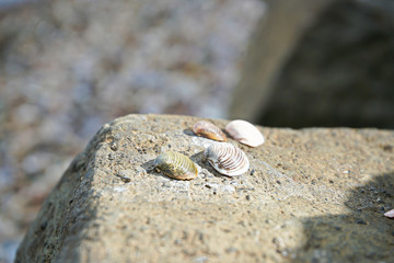 shell on a rock