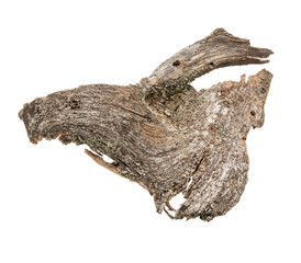 isolated natural weathered pine root 