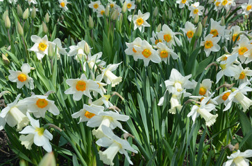 Narcissus flowers flower bed with drift yellow. White double daffodil flowers narcissi daffodils.