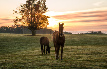 Horses grazing in pasture on a cold morning at sunrise beautiful peaceful landscape upstate NY