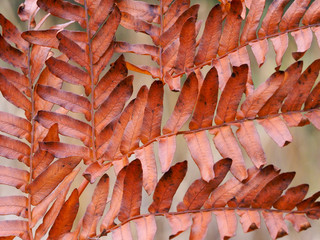 Autumn colour in the English countryside