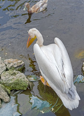 the beautiful Pelican