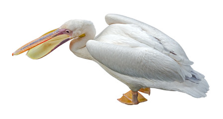 Fototapeta na wymiar the beautiful Pelican