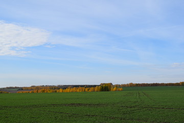 Autumn. Trees. Field