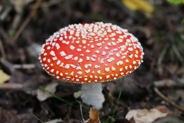 Fliegenpilze (Amanita muscaria) bei Steinbruch Oberschöna