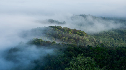 Rainforest on the peak of a mountain covered with fog.