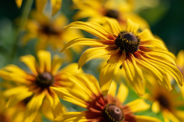 Big yellow daisies close-up 1