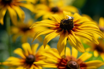 Big yellow daisies close-up 3