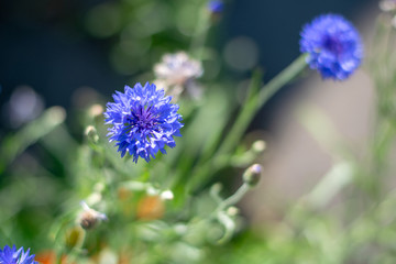 Blue cornflowers close-up 1