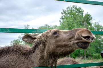 wild elk on the farm