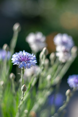 Blue cornflowers close-up 3