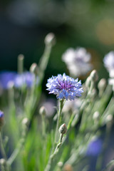 Blue cornflowers close-up 4