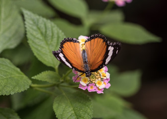 Fototapeta na wymiar Butterfly fascination
