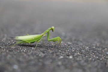 カマキリ