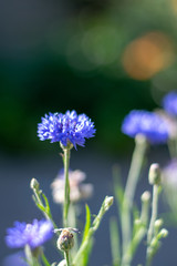 Blue cornflowers close-up 6