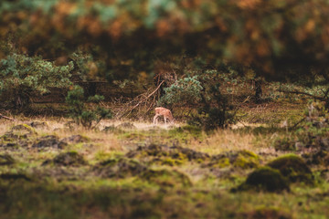 Animals in the woods of National parc de Hoge Veluwe in the Netherlands, Wildlife