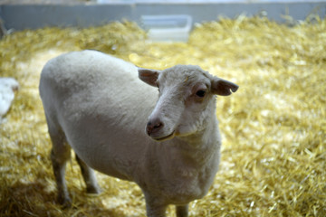 pink goats in a contact children's zoo