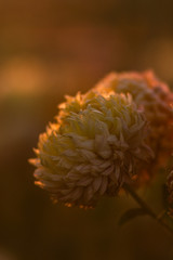 Chrysanthemum flowers in golden light