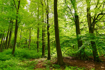 Rotbuchenwald mit Naturverjüngung