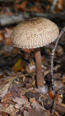 Parasolpilze im Pfälzer Wald 