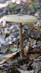 Parasolpilze im Pfälzer Wald 