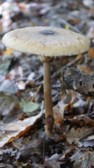 Parasolpilze im Pfälzer Wald 