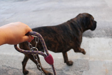 sortir son chien cmolosse