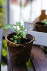 Young plant, tomato seedling in peat pot, selective focus