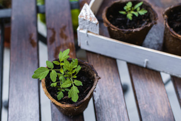 Young plant, tomato seedling in peat pot, selective focus